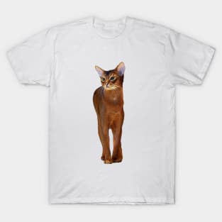 Abyssinian Cat Kitten T-Shirt